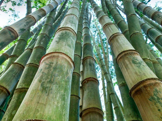 Ex-DA chief sees potential of giant bamboos in global market