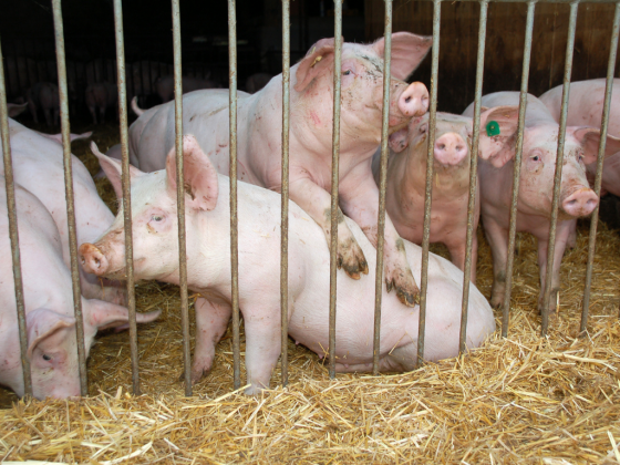 90 sentinel hogs distributed in ASF-hit villages in NoCot