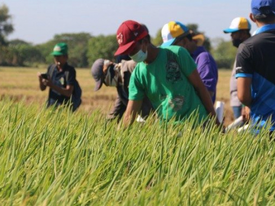 Rice hybridization program to continue in C. Luzon
