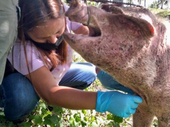 MisOr to continue hog repopulation amid 'hold' request