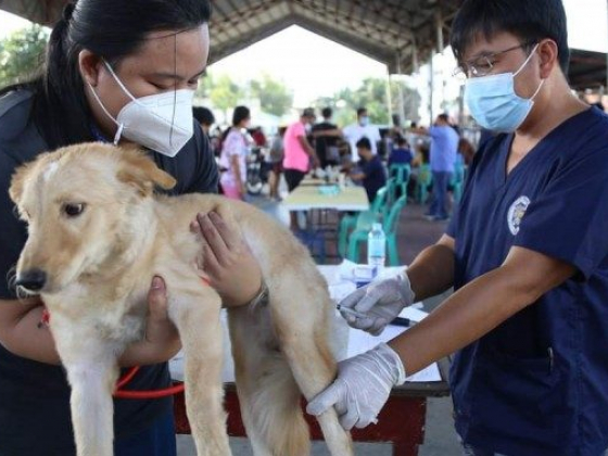 DOH cautions pet owners in Ilocos Region vs. rabies