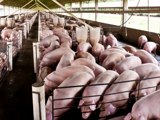 Abra pork supply enough to meet demand for 'bagnet, longanisa'