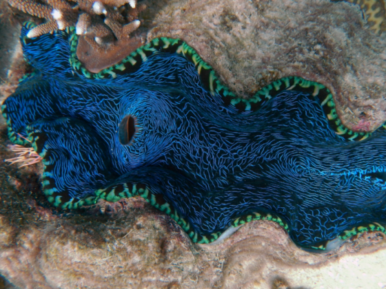 'Giant Clams Village' showcases marine care in Cadiz City