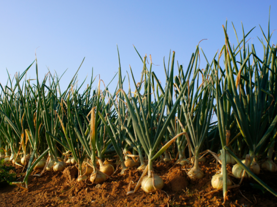 DA eyes 200 hectares of onion plantation in W. Visayas