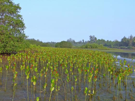 Masbate fishers plant 1.6-M mangrove saplings for add'l income