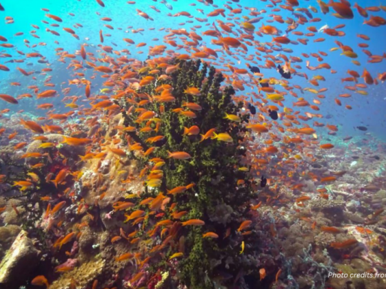Legislated protection called for Verde Island Passage