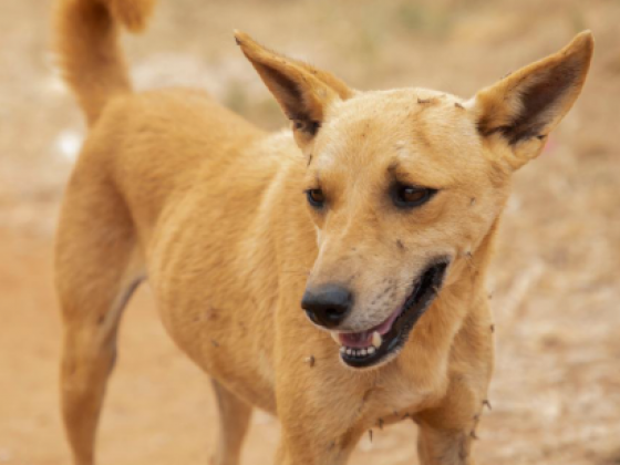 PH records 400 annual rabies deaths, 4M animal bite cases