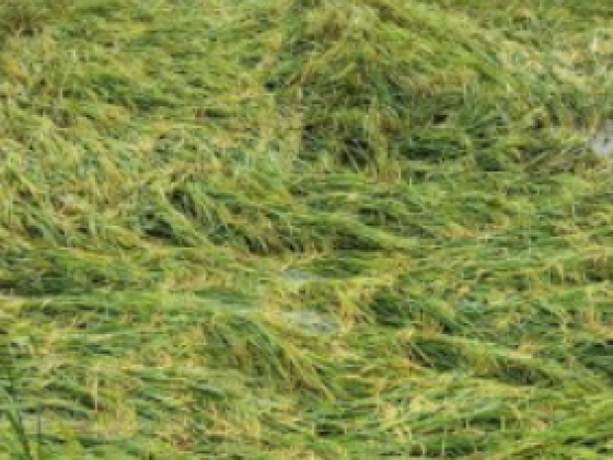 PCIC: Over 80% of farmers’ insurance claims released within 20 days
