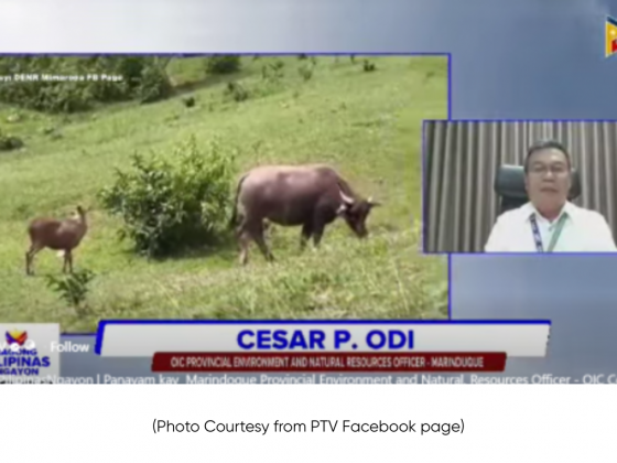 DENR: PH deer sightings in Marinduque signal forest, wildlife recovery