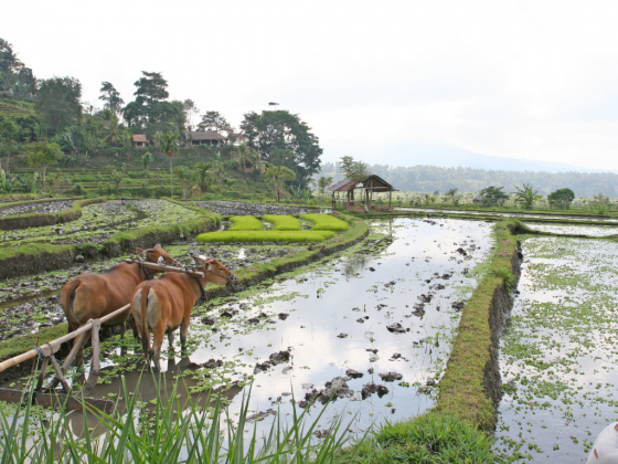 DA to aid flood-hit Antique farmers with free palay seeds